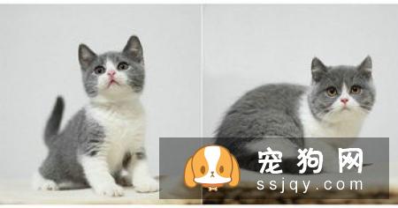 如何区分英国短毛猫和美国短毛猫？美短和英短有什么区别？