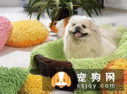 狗狗为什么要做绝育？狗狗绝育的8大好处！