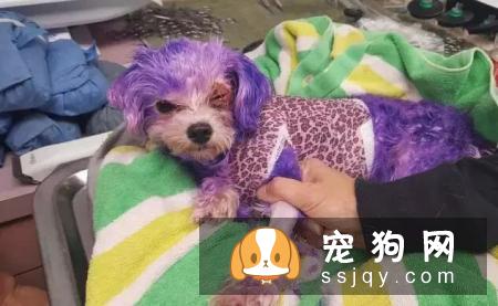 别拿无知当真爱，这种行为会害死你的狗