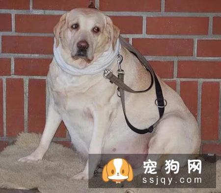 狗狗在怀孕期间应该如何照顾