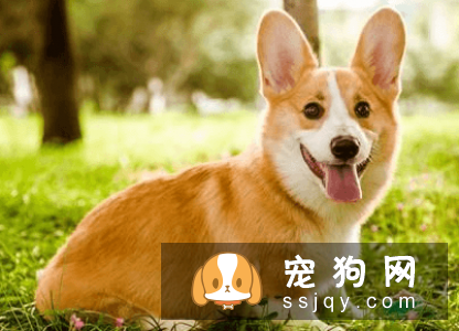 什么宠物狗养的人最多？宠物狗热度排行榜！