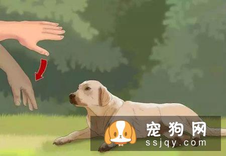 狗狗趴下的行为应该如何训练