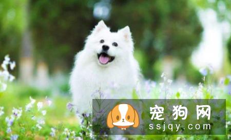 银狐犬的训练技巧有哪些呢