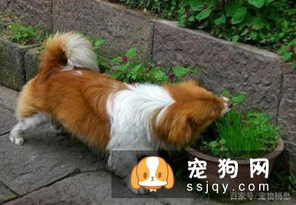 你家狗狗今天吃饱了吗?教你判断狗狗吃饱的方法!