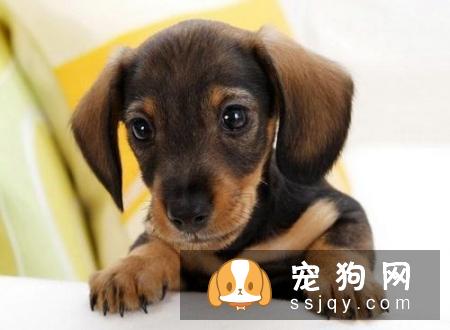 狗狗兴奋过度总是扑人，该如何纠正狗狗扑人呢？