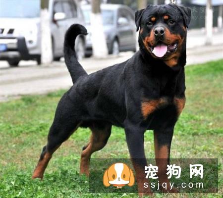 城市人能养罗威纳犬吗？罗威纳犬好不好养？