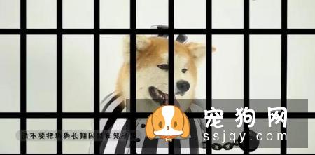 最伤的7种养狗方式，你做过几种？