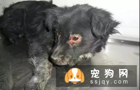 犬瘟热是什么，教你全面了解犬瘟热！