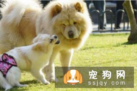 什么小型犬比较温顺好养？