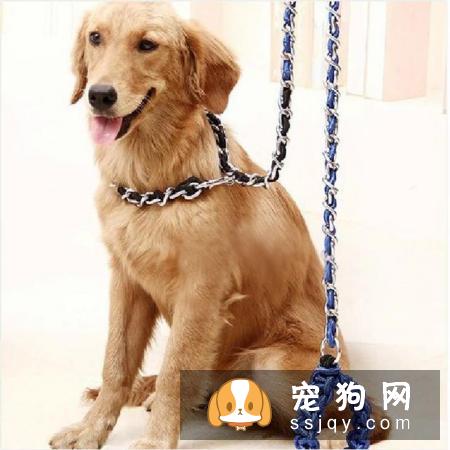 出门遛狗的时候，为什么要给它带牵引绳？