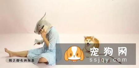 最伤的7种养狗方式，你做过几种？