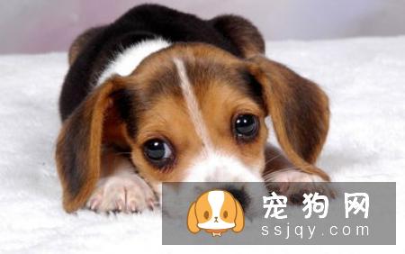 怀孕期间还能养狗狗吗？