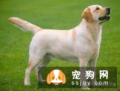 学会怎么科学喂养， 你的拉布拉多离赛级犬不远了