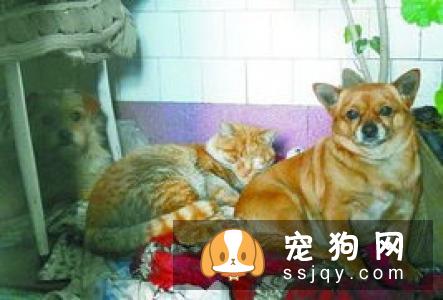 缅因猫性情温顺,对人亲近,聪明独立善解人意,是良好的宠物