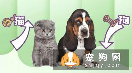 狗狗智商VS猫咪智商，究竟谁比较聪明？