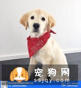 训狗必须掌握的这些基础口令训练，不要再教错了！