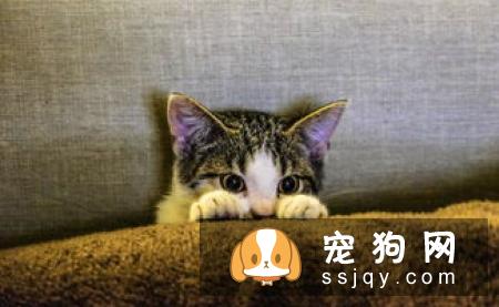 辟谣：我家宠物吃非常贵的宠粮，住得也不错，它很幸福！