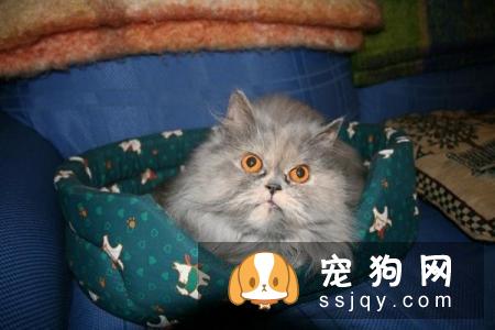 怎么才能不让猫咪叫你起床？