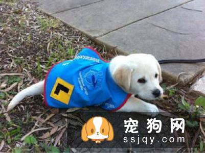 汪星人冷知识丨狗狗年龄对照表