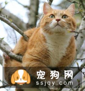 狗狗智商VS猫咪智商，究竟谁比较聪明？