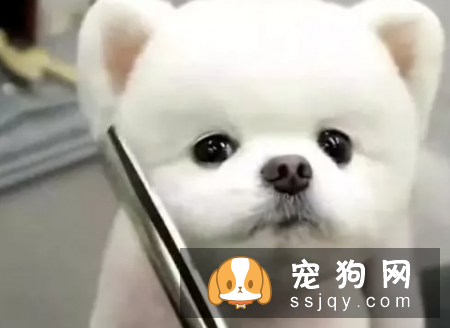 给博美做美容的时候需要注意什么