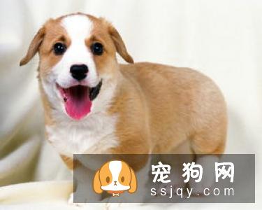 宠仔圈:10大狗狗健康警示信号:呼吸困难当爱宠你变得呼吸困难!
