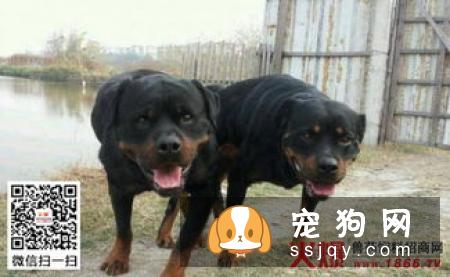 城市人能养罗威纳犬吗？罗威纳犬好不好养？