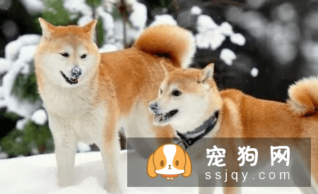 有哪些宠物比较粘人，排名前20的粘人宠物排行榜！