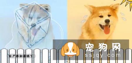 最伤的7种养狗方式，你做过几种？