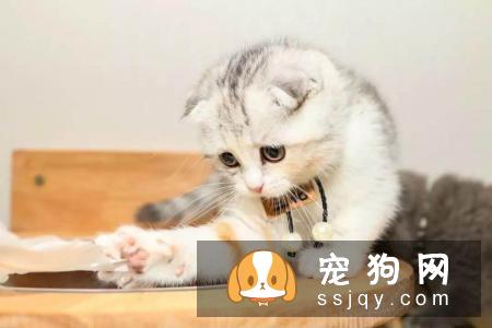 秋冬季节宠物换毛期，宠物店应该注意什么？