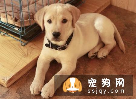 三个月的小狗应该怎么训练