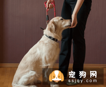 训练狗狗都应该注意哪些事项？