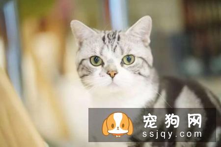 如何区分英国短毛猫和美国短毛猫？美短和英短有什么区别？