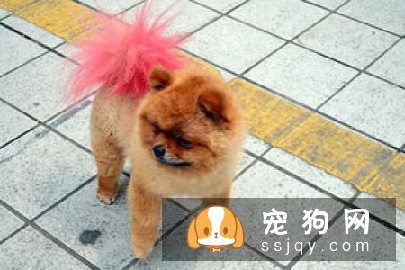 给博美做美容的时候需要注意什么