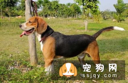 什么宠物狗养的人最多？宠物狗热度排行榜！