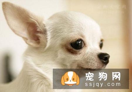 狗狗兴奋过度总是扑人，该如何纠正狗狗扑人呢？