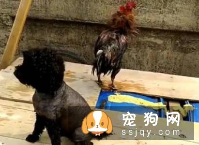 如何教自己家的金毛学会游泳呢？