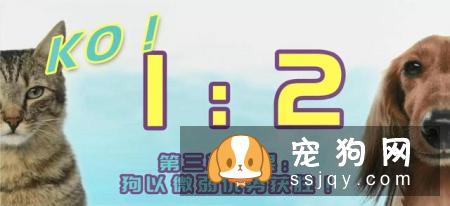 狗狗智商VS猫咪智商，究竟谁比较聪明？