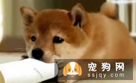 秋田犬的性格是什么样的
