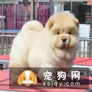 如何饲养松狮幼犬，松狮幼犬饲养方法
