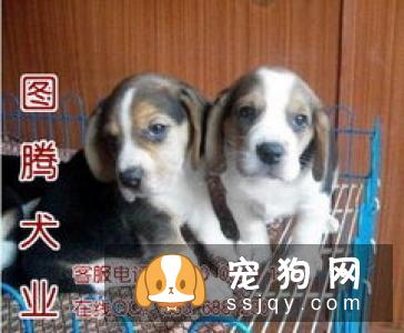 比格犬怎么训练，比格犬的加强训练方法！