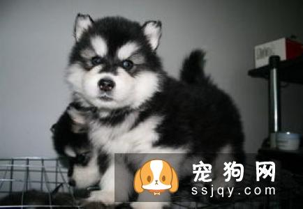怎么区分哈士奇和阿拉斯加犬？
