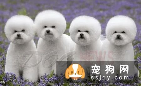 有哪些宠物比较粘人，排名前20的粘人宠物排行榜！