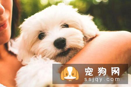 新任铲屎官必看：幼犬饲养指南