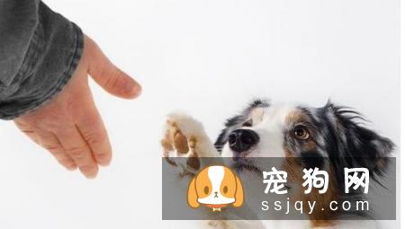不适合养狗狗的人有哪些？
