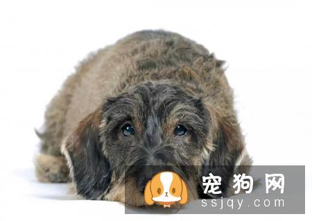 狗狗边尿尿出浅粉色的尿液,排尿却尿不出来,怎么回事?