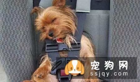 狗狗晕车怎么办，预防狗狗晕车小妙招！