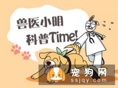 如何教自己家的金毛学会游泳呢？