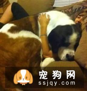 狗狗兴奋过度总是扑人，该如何纠正狗狗扑人呢？