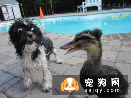 狗狗为什么喜欢打架？狗狗打架的原因是什么？